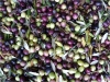 Oliven - eine der Kostbarkeiten Italiens