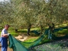 Italien-Olivenbäume-Paolo-Gianfelici (3)