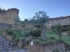 Olivenbaum aus dem 17. Jahrhundert, Festung Castrocaro