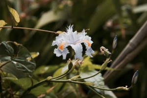 Insel-Procida-Garten-Foto-Valerio-Magini (16)