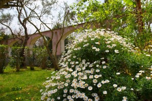 Insel-Procida-Garten-Foto-Valerio-Magini-3