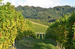 LOstelliere-Weingebiet-Gavi-Foto-Elvira-Dippoliti (2)