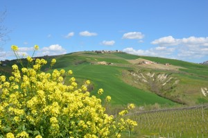 Provincia-Ascoli-Piceno-Foto-Paolo-Gianfelici (2)