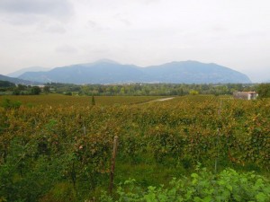 Quadra-Weingut-Franciacorta-Foto-Elvira-Dippoliti (5)