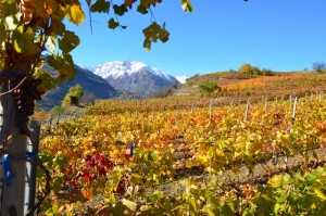 Saint-Pierre: Weinberge, im hintergrund die Alpen Zum Vergrößern: Klick auf das Foto