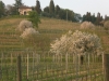 azienda-agricola-bandut-giorgio-colutta-manzano-4