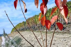 Alba-Barbaresco-Piazzo-Foto-Paolo-Gianfelici-2