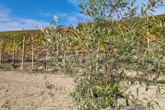 Alba-Barbaresco-Piazzo-Foto-Paolo-Gianfelici-9