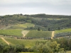 Consorzio-Chianti-Classico (1)