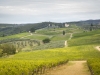 Consorzio-Chianti-Classico (2)