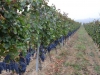weinbaugebiet-colli-tortonesi-foto-paolo-gianfelici-14