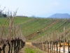 conegliano-prosecco-foto-paolo-gianfelici-12