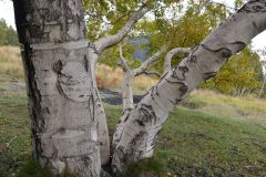 Atna-Foto-Paolo-Gianfelici-9
