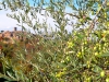 Italien-Olivenbäume-Paolo-Gianfelici (2)