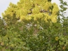 giardini-hanbury-foto-paolo-gianfelici-23