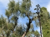 giardini-hanbury-foto-paolo-gianfelici-3