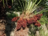 giardini-hanbury-foto-paolo-gianfelici-33