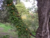 giardini-hanbury-foto-paolo-gianfelici-35