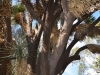 giardini-hanbury-foto-paolo-gianfelici-4