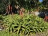 giardini-hanbury-foto-paolo-gianfelici-aloe-dawei-africa-1