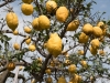 Insel-Procida-Garten-Foto-Valerio-Magini (1)