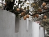Insel-Procida-Garten-Foto-Valerio-Magini (13)