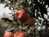 Insel-Procida-Garten-Foto-Valerio-Magini (17)