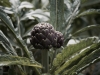 Insel-Procida-Garten-Foto-Valerio-Magini (18)