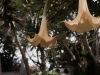 Insel-Procida-Garten-Foto-Valerio-Magini (2)