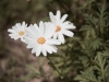 Insel-Procida-Garten-Foto-Valerio-Magini (4)