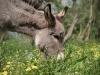 Insel-Procida-Garten-Foto-Valerio-Magini (5)