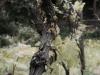 Insel-Procida-Garten-Foto-Valerio-Magini (6)