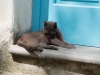 Insel-Procida-Garten-Foto-Valerio-Magini (8)