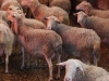 2-Pecorino wird aus der Milch dieser Schafe hergestellt, Foto-Richard-Bruetting