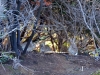 Ischia-Foto-Paolo-Gianfelici (4)