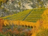 Weinbergen-Italien-TiDPress (3)