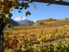 Weinbergen-Italien-TiDPress (4)