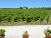 Lungarotti-Weine-Umbrien-Paolo-Gianfelici (13)