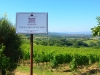 Lungarotti-Weine-Umbrien-Paolo-Gianfelici (5)