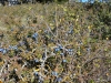 Molise-Frosolone-Paolo-Gianfelici (5)