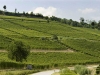 Dogliani-Weingut-Poderi-Einaudi (1)