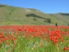 Umbrien-Castelluccio-Paolo-Gianfelici (1)