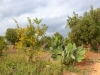 Apulien-Ostuni-Il-Frantoio-Paolo-Gianfelici (47)