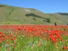 Norcia-Paolo-Gianfelici (3)