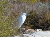 Sardinien-Molentargius-Saline-TiDPress  (3)