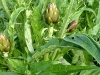 Sardegna-Agricoltura-c