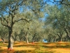 Sardinien-Landwirtschaft (2)
