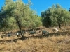 Sardinien-Landwirtschaft (6)