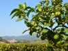 Schloss-Ruspoli-Vignanello-TiDPress (7)