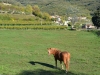 Soave-Paolo-Gianfelici (13)